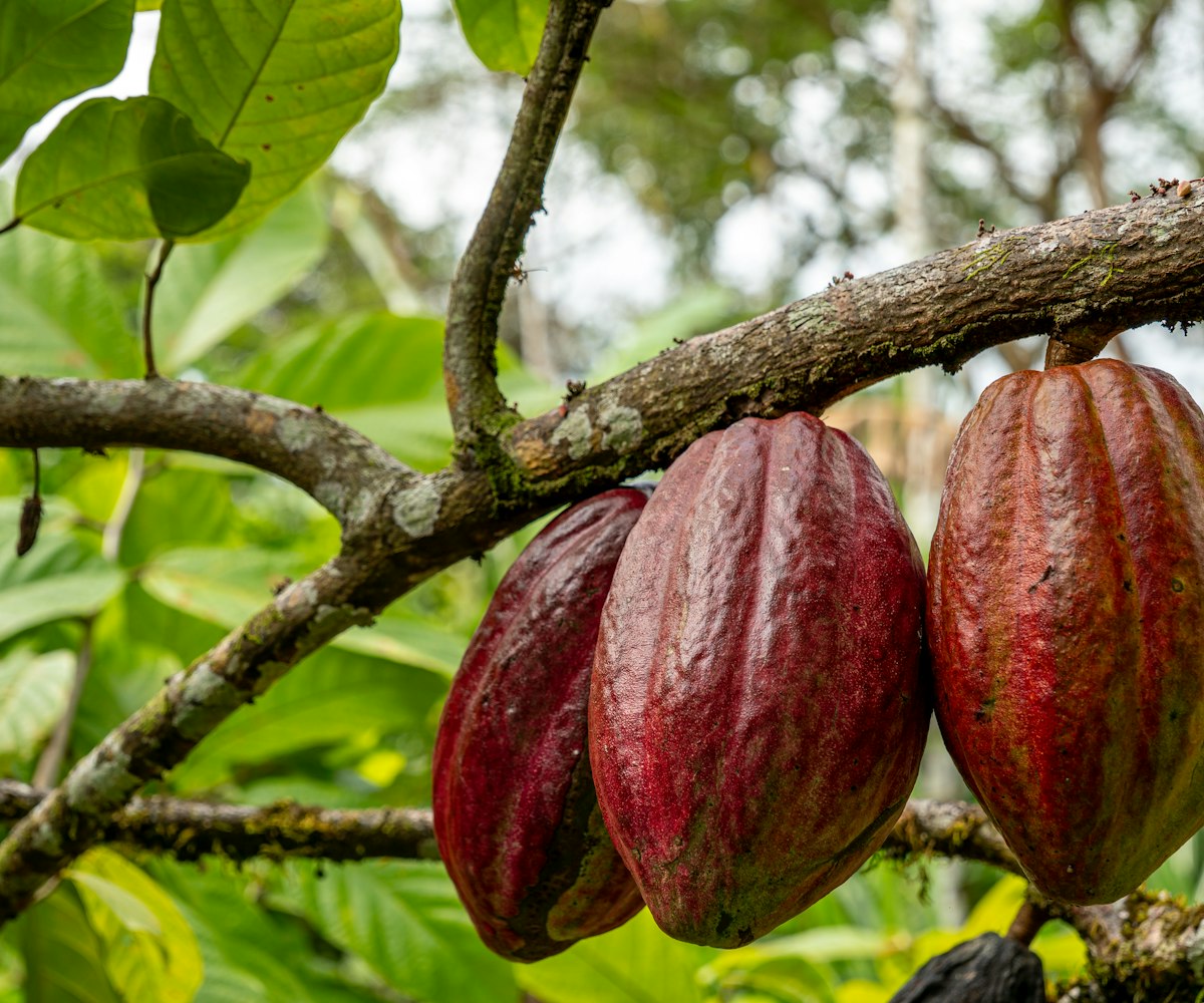 Frutos de cacau maduros pendurados no tronco do cacaueiro